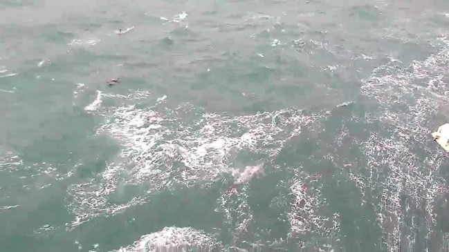 School of Dolphins Swim Alongside Royal Navy Ship in English Channel