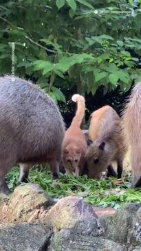 Stray cat becomes permanent resident at Zoo