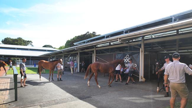 The Inglis saleyards at the family's Newmarket stables. They will be used one more time before the business moves to the new Warwick Farm site. Picture: Mark Evans