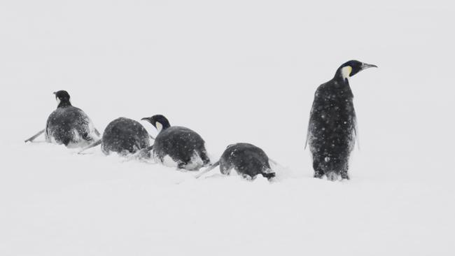 Emperor penguins in a snowstorm Antarctica. Picture: John B. Weller
