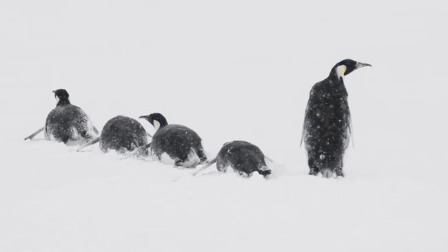  Emperor penguins in a snowstorm Antarctica. Picture: John B. Weller  