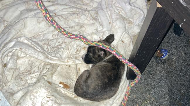 Two young puppies were found in the homes lounge room in a pen. Picture: Supplied by RSPCA