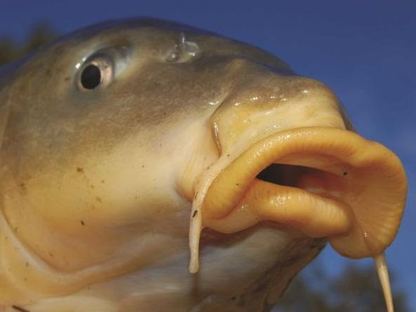 EUROPEAN CARP. Picture Supplied