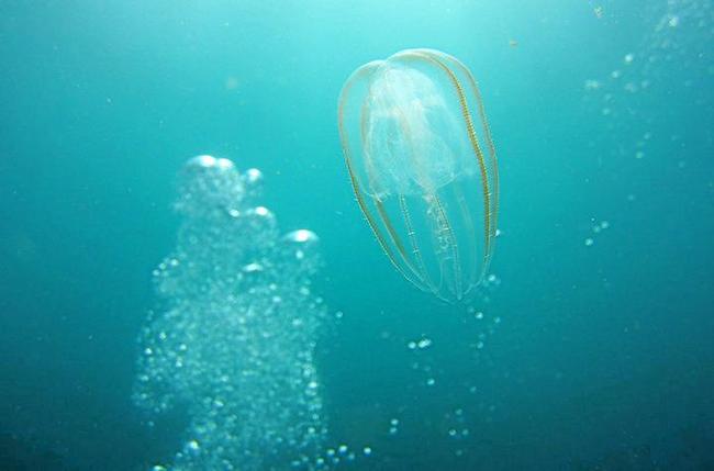 UNDERWATER: Jellyfish floating past the reef field site at Cape Byron Marine Park. Picture: Natacha Gafar