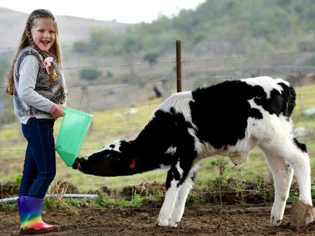 Sachi Baxter, 5, from Picton feeding a baby calf at the Country Valley dairy farm in Picton, for a story on the farms Adopt A Cow campaign to feed their herd during winter. Picture: Jonathan Ng