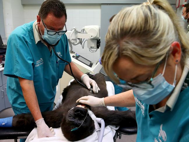 EMBARGOED - CHECK WITH DAILY TELEGRAPH PICTURE DESK BEFORE USE -Taronga Zoo vets conduct a medical examination on 6-year-old male gorilla Mjuuku or 'MJ' as part of his ongoing care. The check up includes vaccinations, x-rays, dental care and micro chipping to help keep track of his overall health. Senior vet Larry Vogelnest and vet nurse Liz Arthur stabilise MJ before the procedure begins. Picture: Toby Zerna