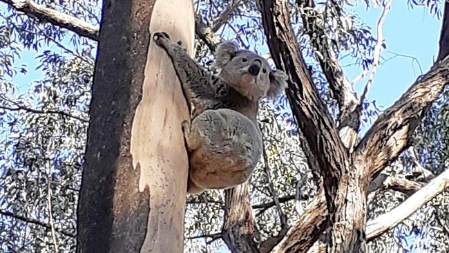 Reports of koala sightings in Yarramalong. Picture: Mark Davis