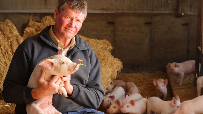 Pig farmer/stock agent Gary Tiss on his Dublin property. Picture: TAIT SCHMAAL.