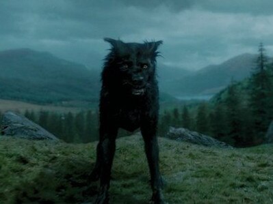 Padfoot is actually the dog Harry Potter’s stepfather, Sirius Black, can transform into when he wants. Picture: Supplied