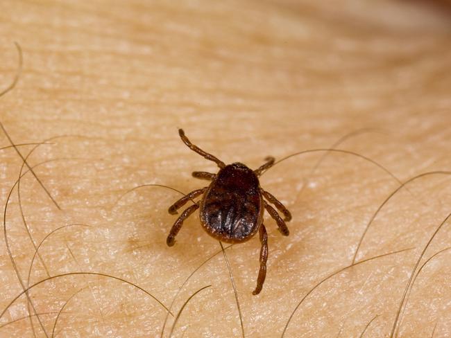 The adult female tick poses the greatest threat to people. Picture: iStock.