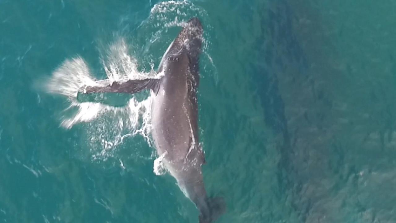 Point Lookout is one of the few suburbs in the world where you can see whales.