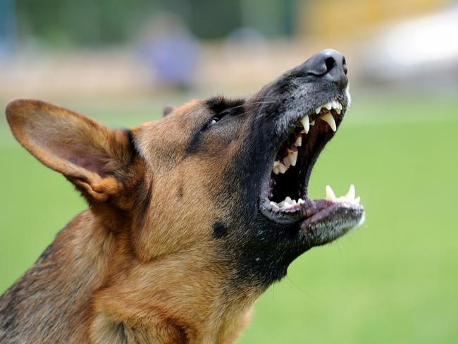 ‘Urgent’ change needed to stop dog attacks