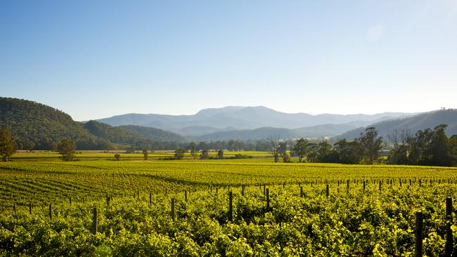 Pizzini Wines vineyard in the King Valley in Victoria's high country.