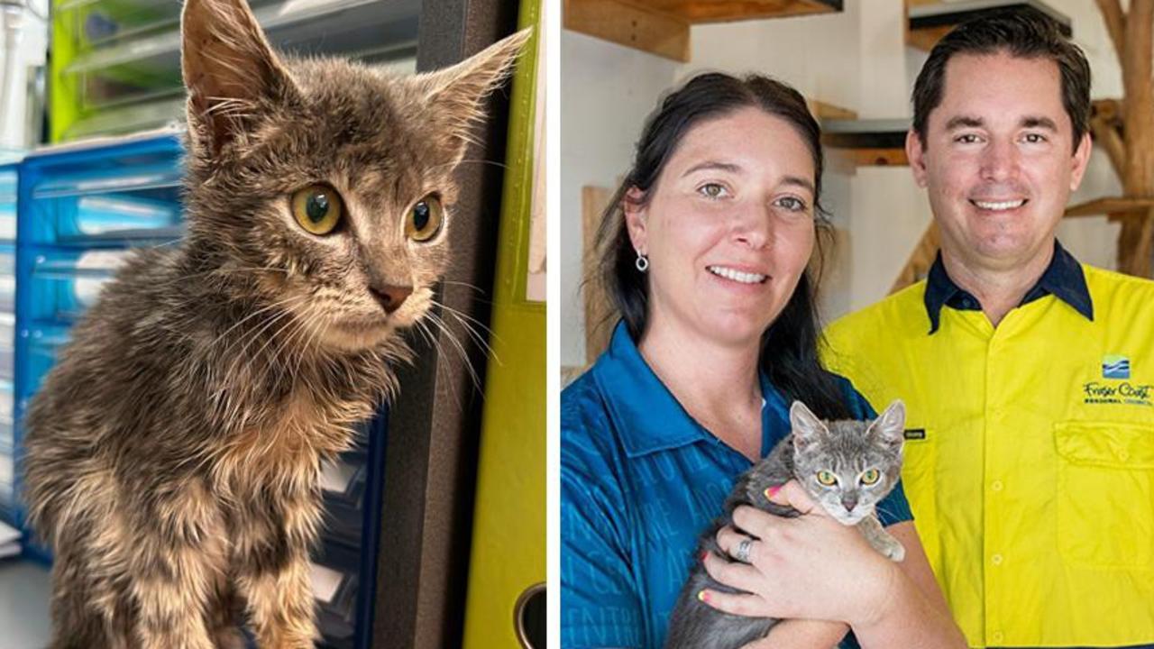 Describing Faith’s condition upon arrival, Fraser Coast Regional Council’s Animal Facilities coordinator Tiffany Palmer said the kitten was so weak she could barely stand.