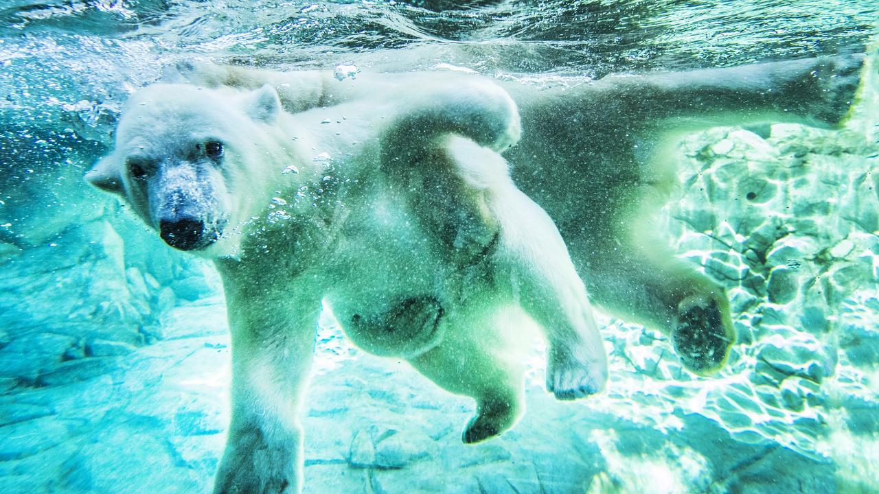 Sea World’s baby polar bear Mishka’s one of a kind | Gold Coast Bulletin