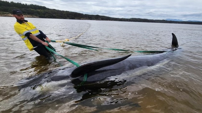 Petuna Aquaculture workers help to rescue pilot whales stranded in Macquarie Harbour. Picture: Petuna Aquaculture