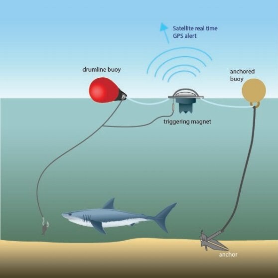 SMART drumlins comprise of an anchor and rope, two buoys, and a satellite-linked communications unit which is attached to a trace and baited hook They allow sharks to be tagged, relocated, and released alive. Picture: Department of Primary Industries