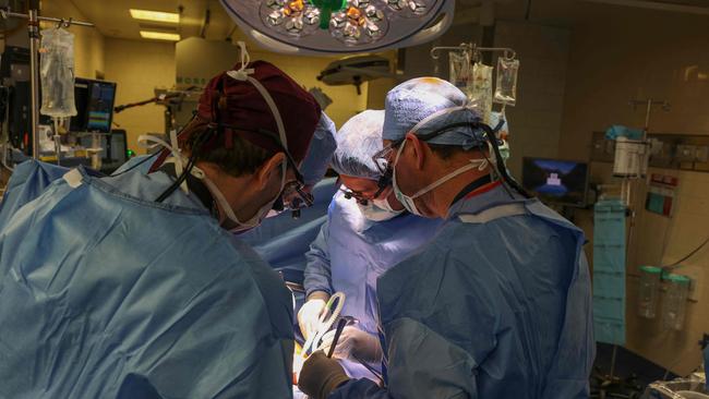 Surgeons perform the world’s first genetically modified pig to live human kidney transplant surgery. Picture: AFP Photo / Massachusetts General Hospital / Michelle Ros