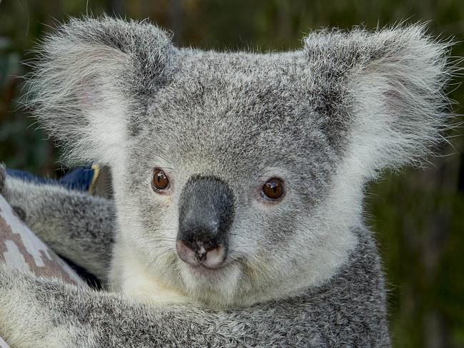 Elite athletes from the 41st Gold Coast Marathon at Paradise Country at Oxenford.  Dagmara Handzlik  Alinta the Koala.  Picture: Jerad Williams