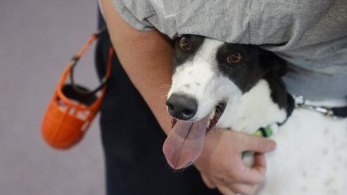 Boston is the 500th retired dishlicker to go through Tarrengower Prison.