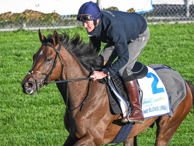 West Wind Blows ridden by  Paul Holley during trackwork at Werribee Racecourse on October 19, 2023 in Werribee, Australia. (Reg Ryan/Racing Photos via Getty Images)