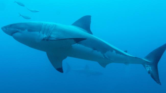 The Eyre Peninsula was a shark attack hotspot in 2023. Picture: Supplied.