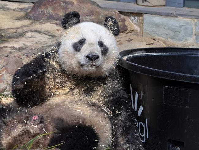 Giant Panda Wang Wang at the Adelaide Zoo today . Picture: Adrian Mann