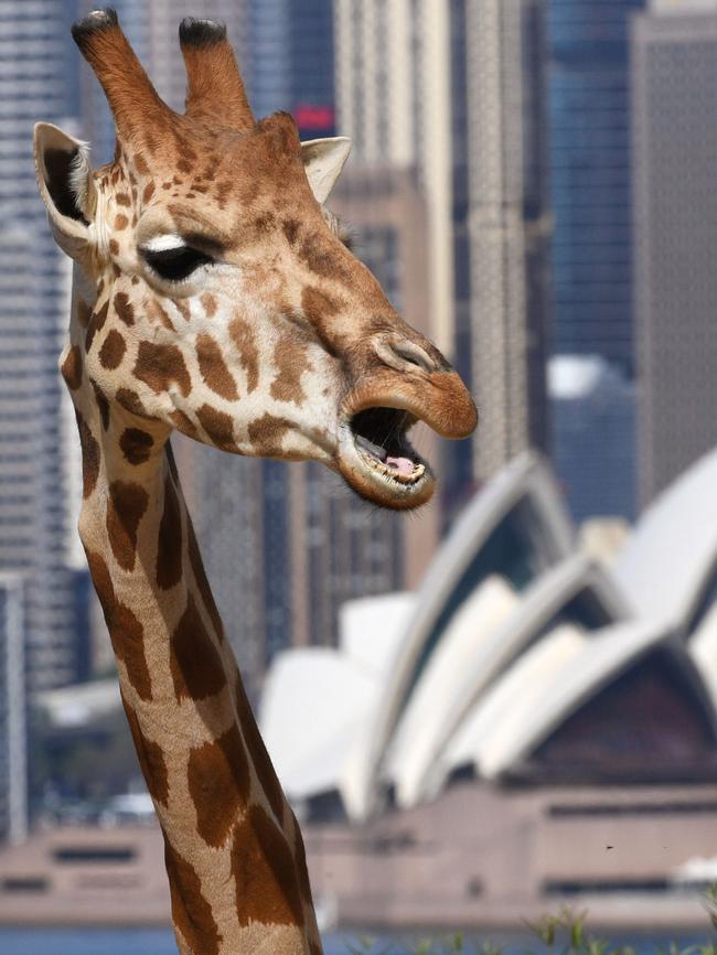 A giraffe looks out towards the Sydney Opera House from it's enclosure at Taronga Zoo. Pic: AFP Photo /William West