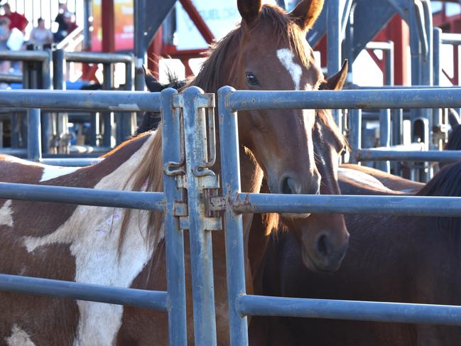 Photos from the 50th Noonamah Tavern Rodeo, September 31 , 2024. Picture: Darcy Jennings.