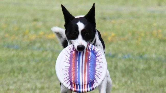 Frisbee dog. 