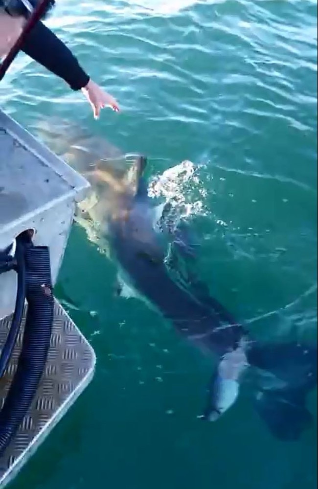 Fisherman at Nambucca Heads films great white shark biting boat | Daily ...