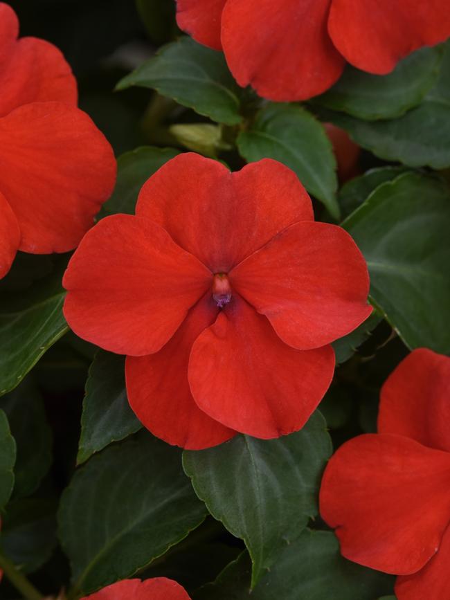 Beacon Bright Red impatiens.