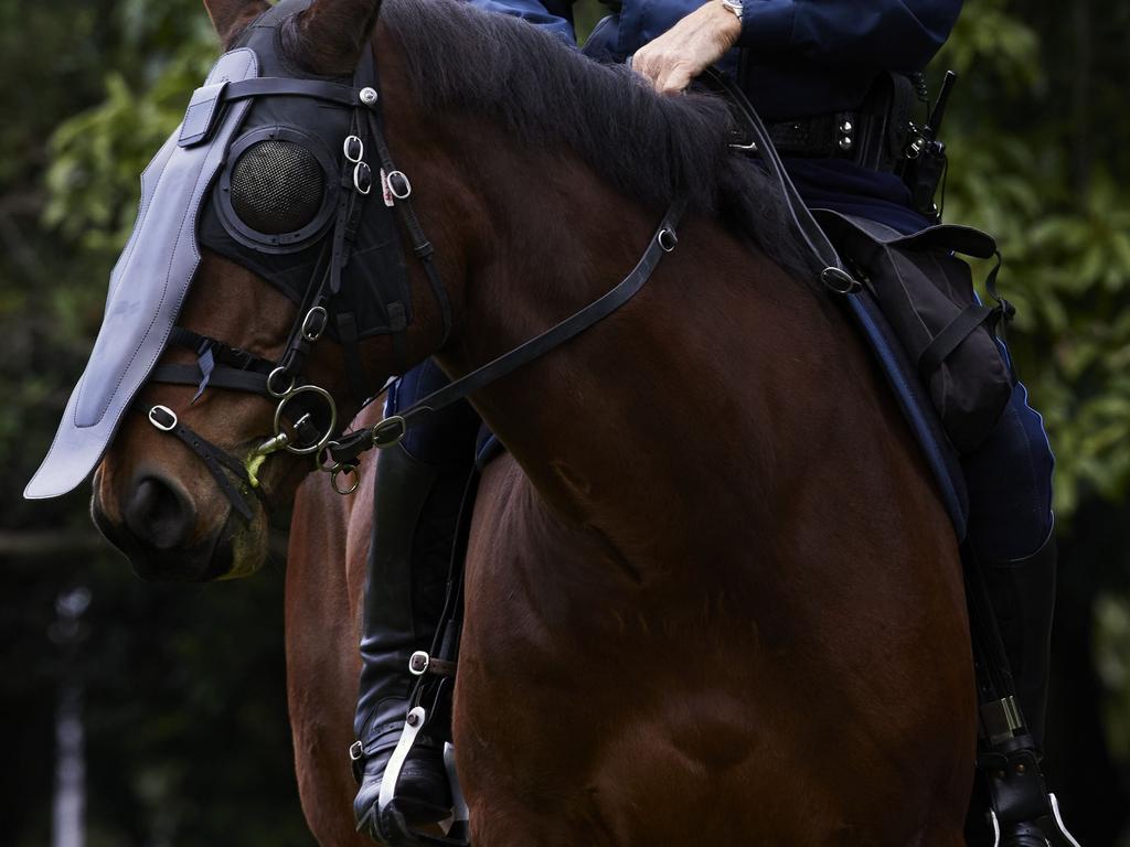 Police horse Tobruk was allegedly struck by a man in last month’s violent anti-lockdown protests. Picture: Brook Mitchell/Getty Images