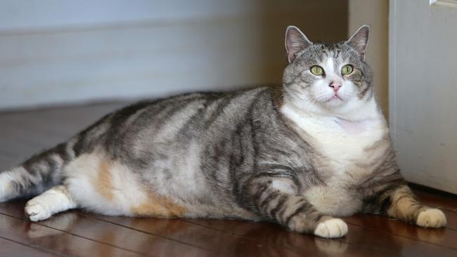 RSPCA puts new arrival, 14.3kg Sumo the cat, on strict diet | The ...