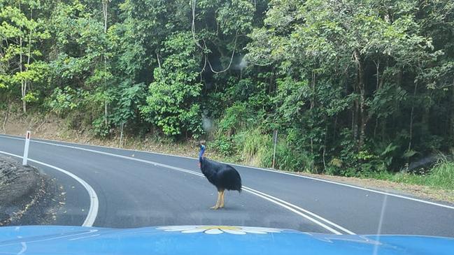 Motorists feeding the cassowary is the reason for the bird hanging out on the road, DESI stated. Picture: Driving Miss Daisy Tablelands