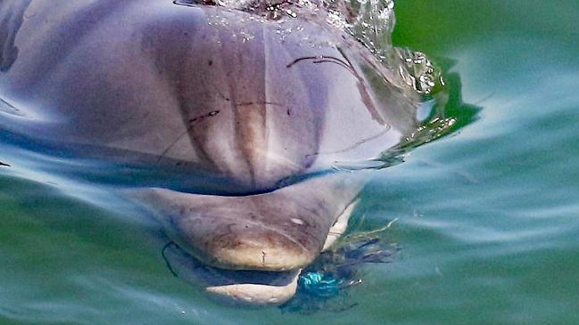 Port River dolphin Star has hooks and fishing line wrapped around her mouth preventing her from being able to eat. Picture: Marianna Boorman