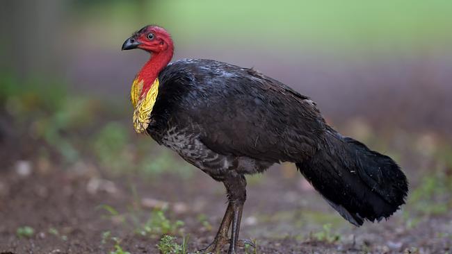 Residents say scrub turkeys are being driven out of Kangaroo Point by off-leash dogs.