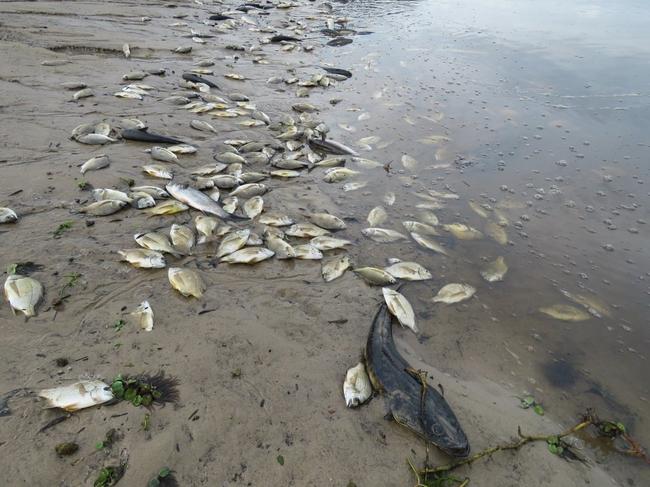 FISH KILL: Belongil Creek littered with dead and dying fish.