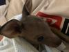 ‘Carnage’: Kangaroos killed in rabbit cull gone wrong
