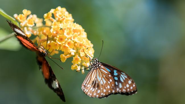 Check out the butterflies at Bribie Island Butterfly House. Photo: Dominika Lis.