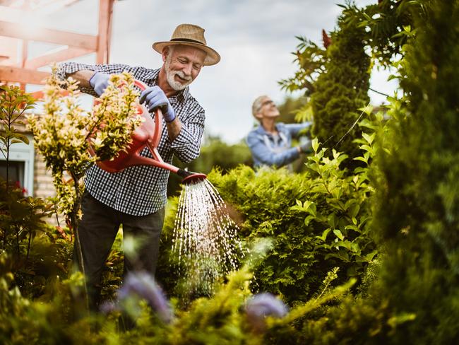 Mature man enjoying in his retirement while watering plants in the backyard. - picture istock