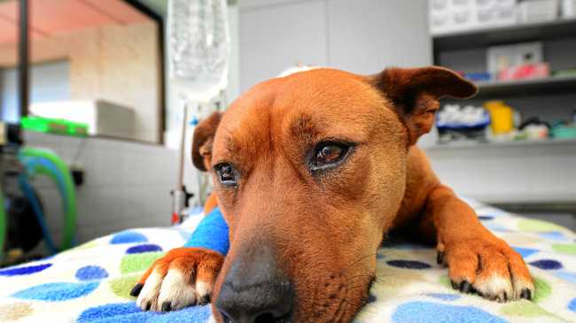 this-is-one-costly-deadly-disease-for-dogs-the-courier-mail