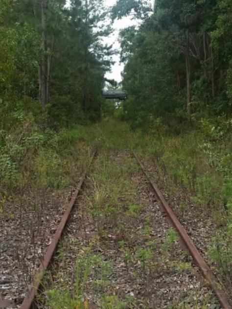 Trains no longer run on the rail tracks that traverse the site, but a rail trail is proposed. Looking NE towards Corndale Bridge on the site. Bexhill Quarry Group