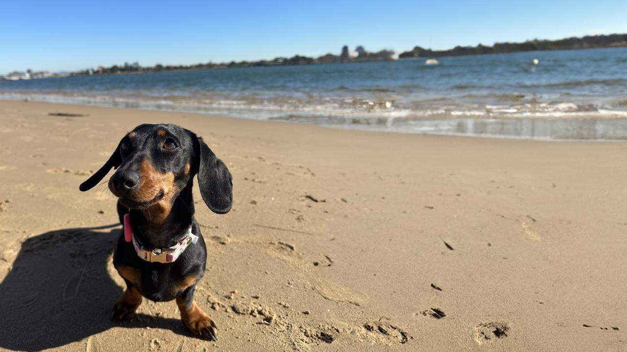 Lost for 529 days, dog is reunited