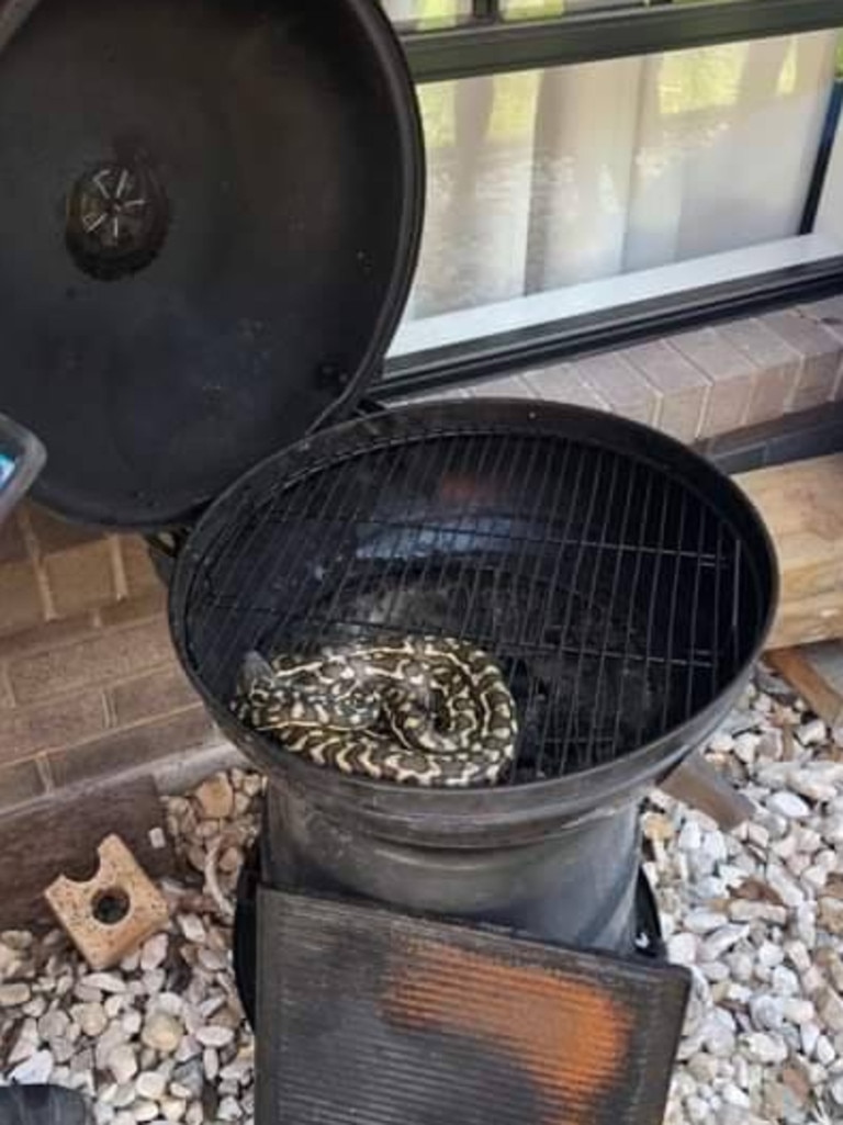 Carpet python from Maudsland. Gold Coast and Brisbane Snake Catcher Tony Harrison's best photos. Photo: Gold Coast and Brisbane Snake Catcher