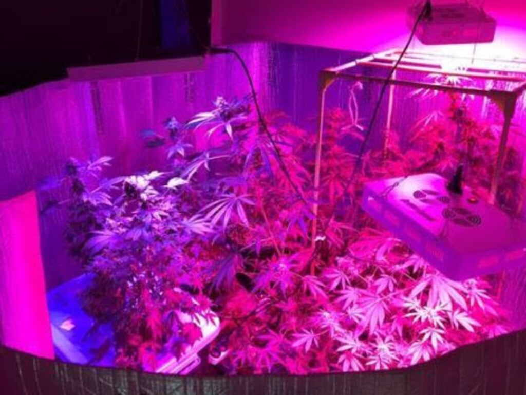 The cannabis crops located by police. Picture QLD Police