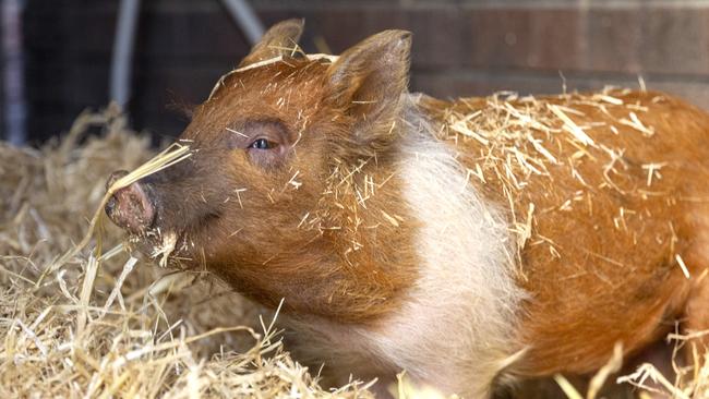 Pumpkin the pig needs a home after being found wondering the streets of Flinders Park. Picture: Deborah Simenko / RSPCA