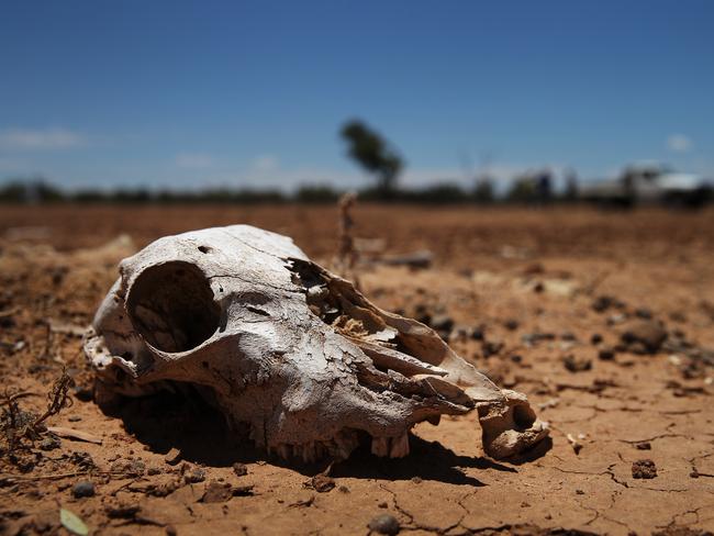 Parched ... Sheep skulls scattered around a property in outback New South Wales as a result of the lack of food from the drought. Picture: Dylan Robinson