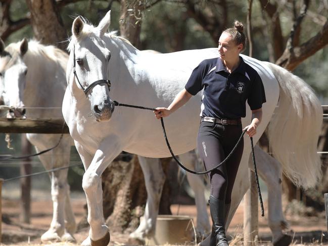 Police Mounted Operations Unit Will Reveal Its New Location as Park 21 in the South Parklands. Tiffany Kalderovskis, one of the staff that take care of the police greys, with Ã¢â¬ÅValanceÃ¢â¬Â, at the current site behind the Thebarton Police Barracks. 11 March 2023. Picture Dean Martin