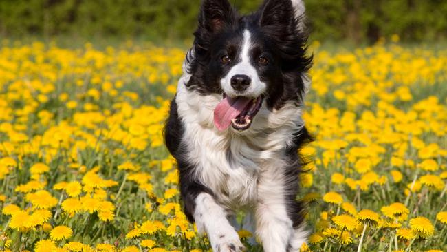 A lost border collie has been reunited with his owners after going missing for a year.